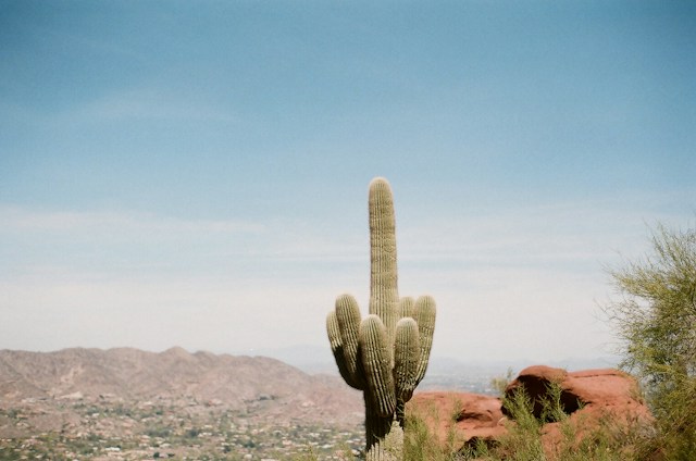 A tall saguaro cactus standing upright against a wide desert vista
