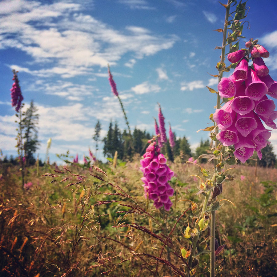 Foxglove flowers in a mountain meadow