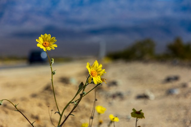 Yellow desert wildflowers backlit by the sun