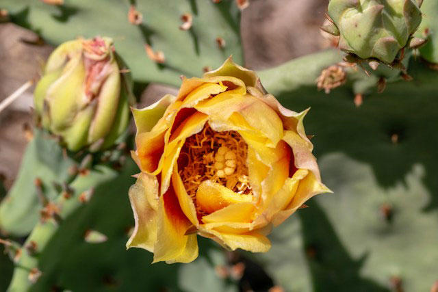 A pale yellow cactus flower blooming among dark purple pads and spines