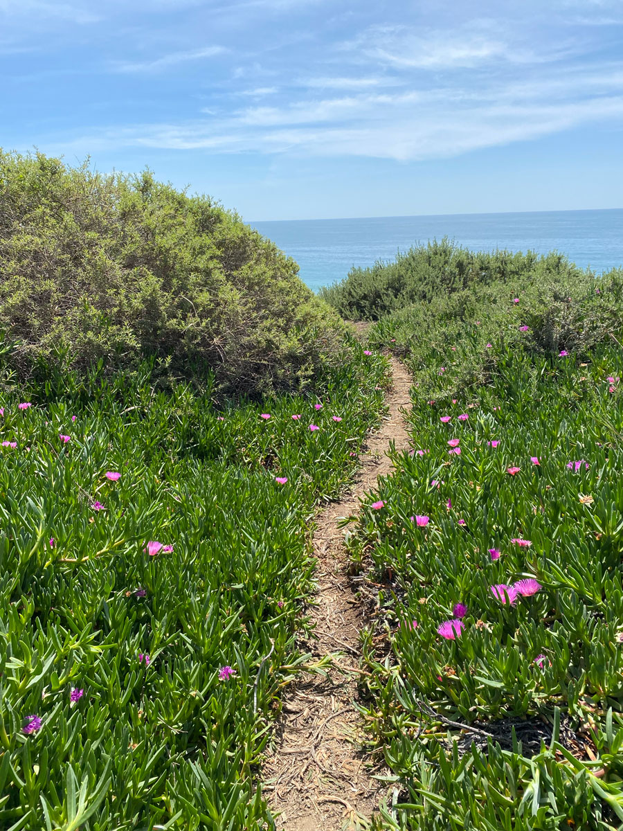 A flower-lined path leading to the ocean