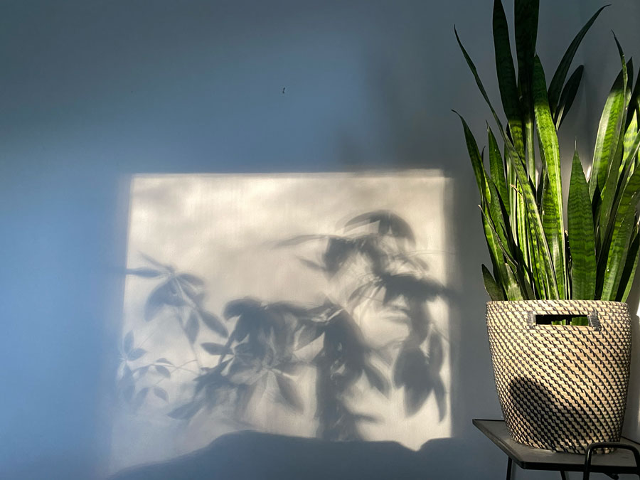 Dappled plant shadows cast across a sunlit wall