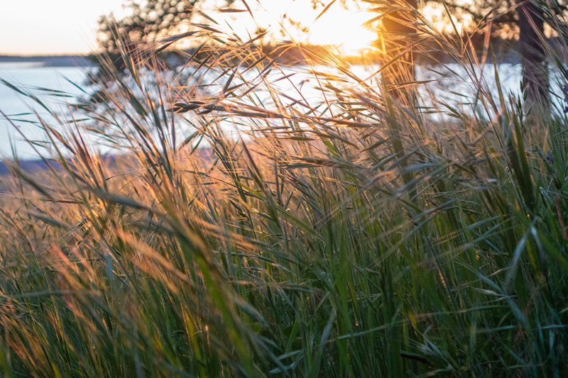 Sunlight glowing through tall grass beside the water