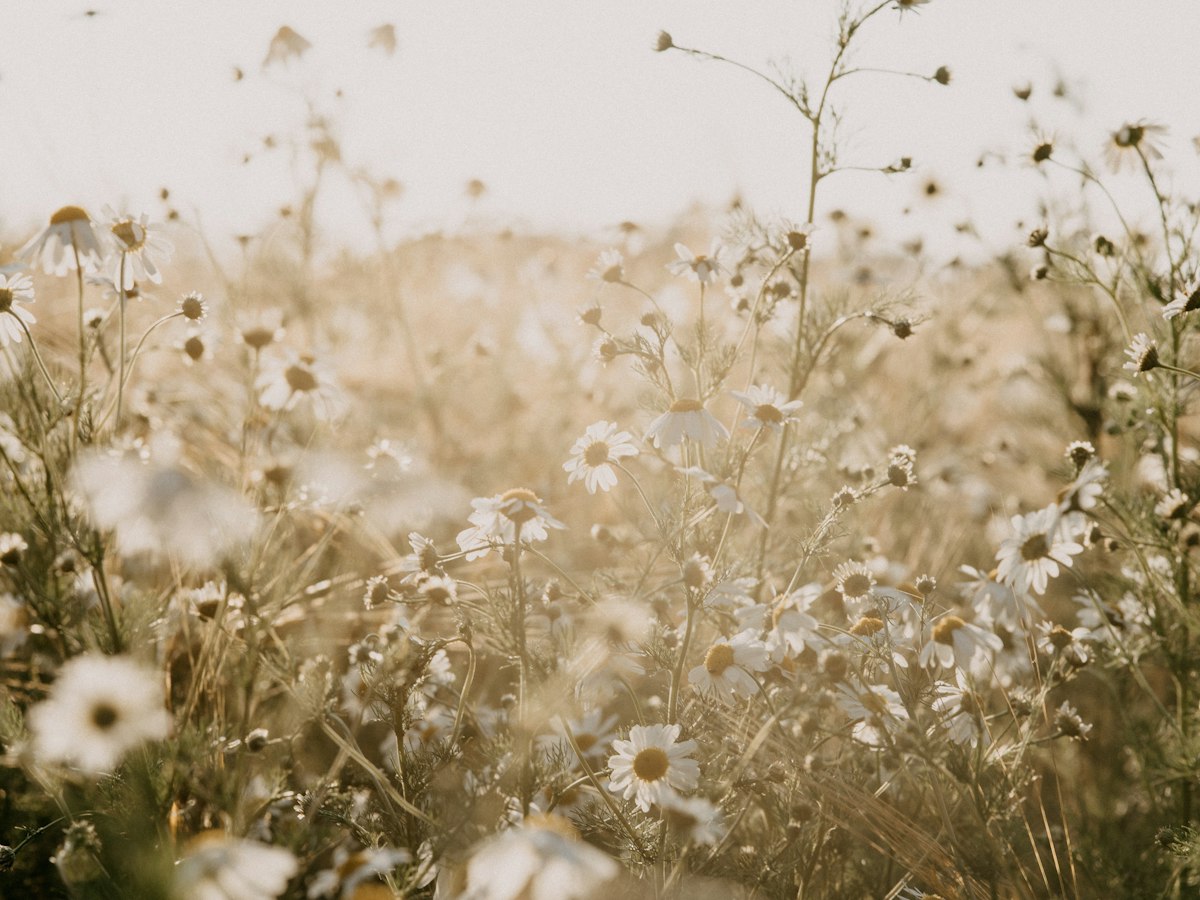 A field of white wildflowers glowing in soft light